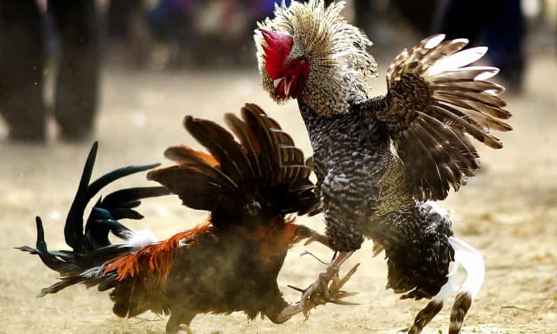Cách thả gà cựa sắt cho dân chơi Thomo