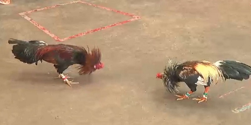 Đá Gà Cựa Sắt 98win - Mang Cả Trường Đấu Đến Gần Bạn