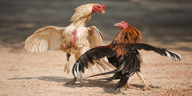 Cách chơi đá gà cựa sắt tại 98win