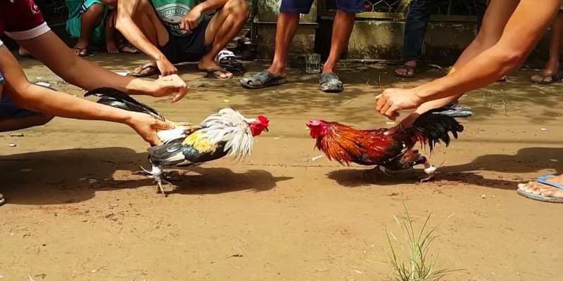 Đá Gà Tre - Hình Thức Làm Mưa Làm Gió Tại Nền Tảng 98win