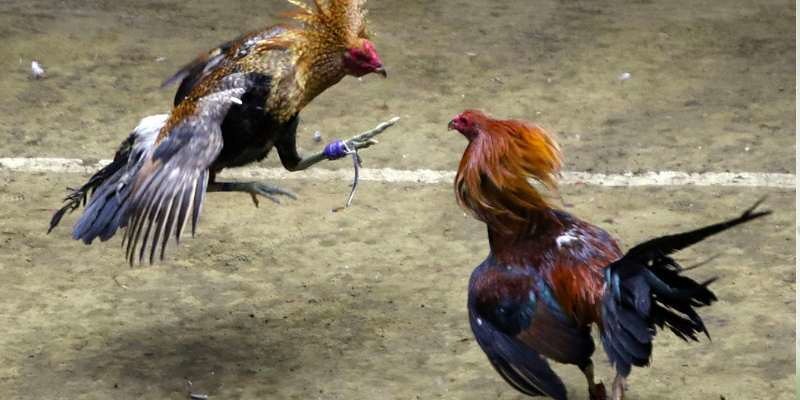 Luật lẹ chi tiết trong đá gà tre