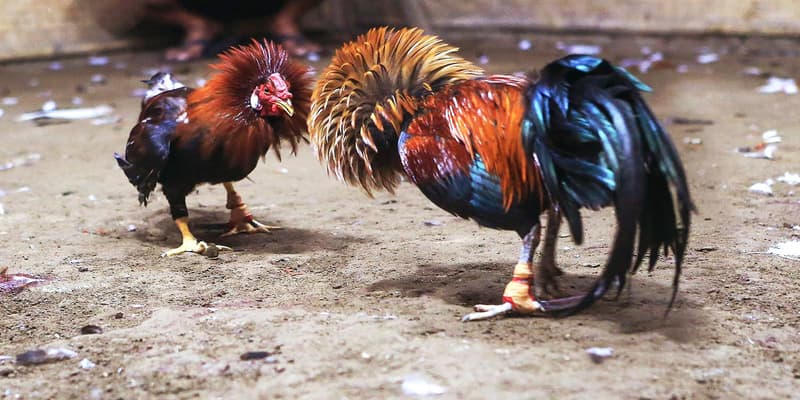 Tổng quan về cách thả gà đá cựa sắt