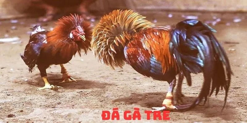 Tổng quan về hình thức đá gà tre